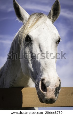 Close-up of white horse head over the fence. Horse looking at camera.