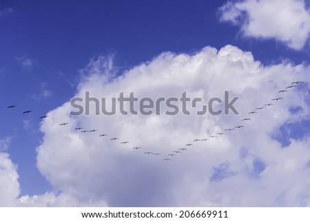 Birds migrating in V formation on a blue sky with white clouds.