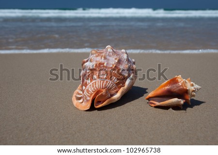 Seashells on the beach, Sunshine Coast