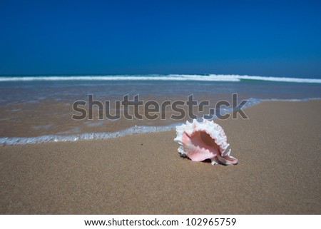 Seashells on the beach, Sunshine Coast