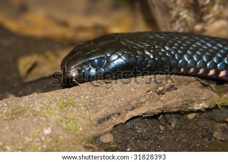 ... caterpillar spilotes pullatus or tigre albino snake