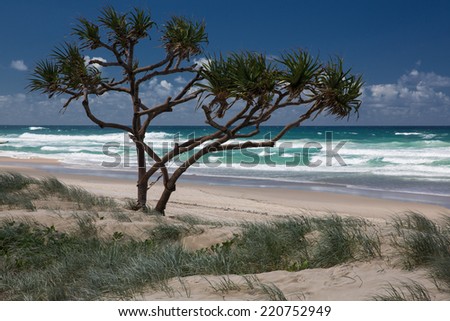 Lonely tree on the wild beach on the Gold Coast, Australia