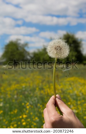 Dandelion with flying seed