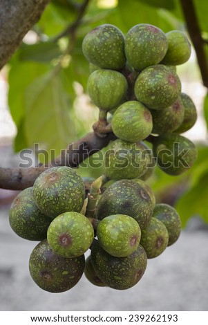 bunches of fruit sycamore fig (Ficus sycomorus) on the branch. edible fruit in North Africa.