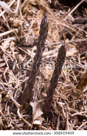 Wild asparagus (Asparagus acutifolius) just popped out of the ground