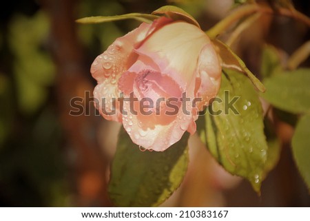 rose flower with dew drops in the vintage style