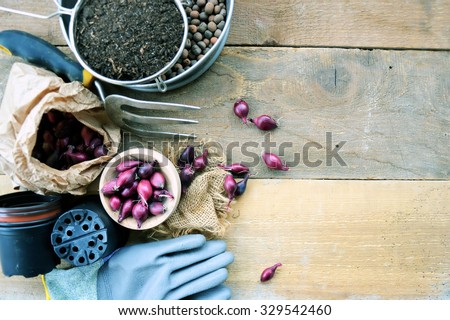 Garden tools and seeds, vintage background with copy space for text or logo, the concept of work and garden planting, lifestyle