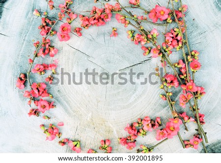 spring background, spring flowers