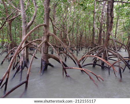 Ghostly-looking mangroves, East Point Reserve, Darwin, Australia