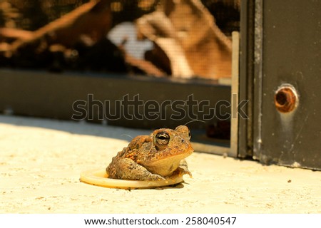 Little Toad peeking up out of a hole in a cement floor with leaves in the background.