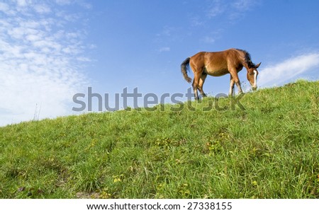 horse on grazing land