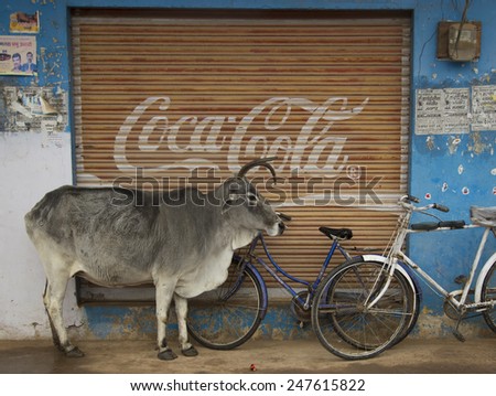 Khajuraho, India - January 1, 2015; Juxtaposition of old and modern India with a holy cow standing in front of an advertisement for Coca Cola