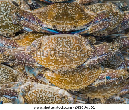 horse crab  for sale on market