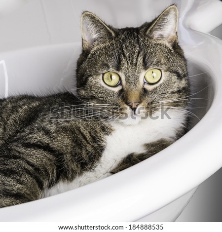 Tiger cat relaxing in a sink and looking out saying here is my restroom