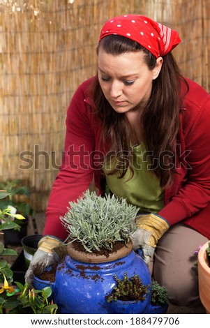 Woman gardening and putting lavender in a flower pot in front of a bamboo fence.