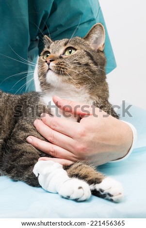 vet treatment vet treatment
