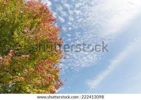 fall tree against blue sky