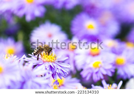 bee in purple sea of flowers
