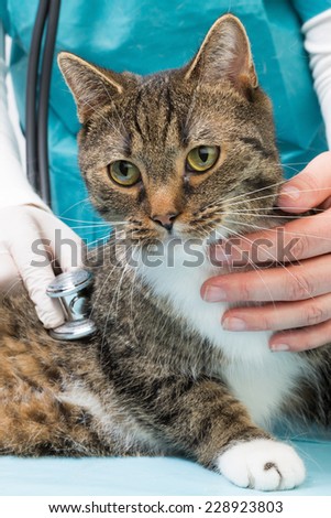 veterinary with stethoscope holding a tiger cat an listen