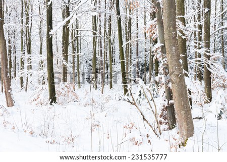 winter wonder land - trucks in snowy forest