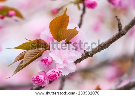 japanese cherry blossom in tokyo