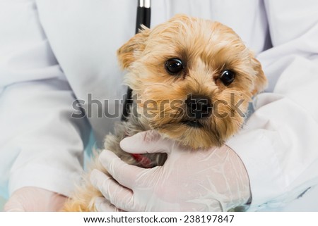 dog get a checkup at the vet