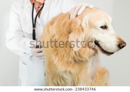 big dog at the vet