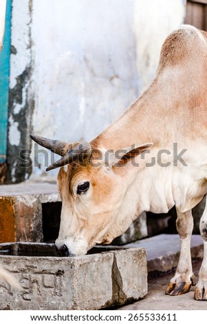 holy cow india on road