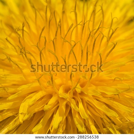 flower power in yellow
