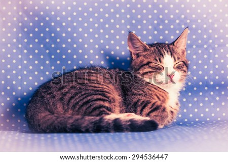 sweetest kittens - little cat sleeping - vintage style