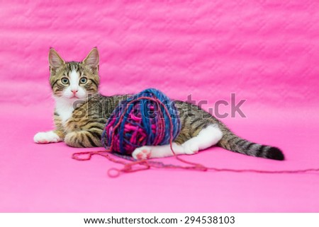 sweetest kittens - kitten playing with woolen