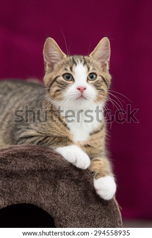 sweetest kittens - tomcat  hang around