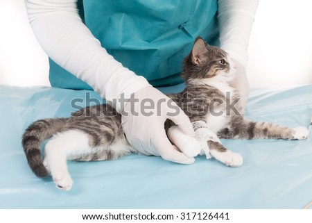 the sweetest kitten - vet