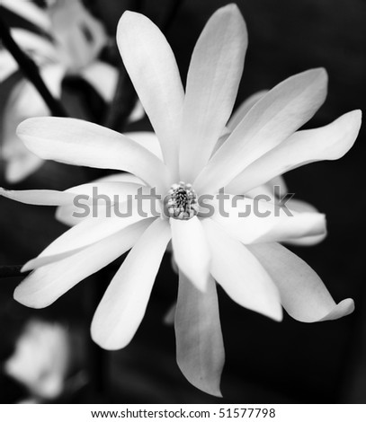 Magnolia Blossom Black and white