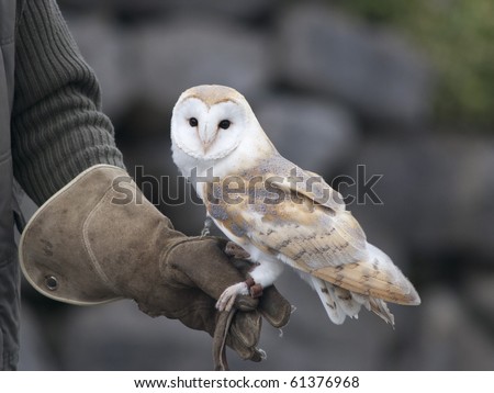 Barn Owl being flown by its owner
