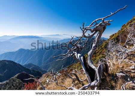 Withered tree standing in mountains, Taiwan