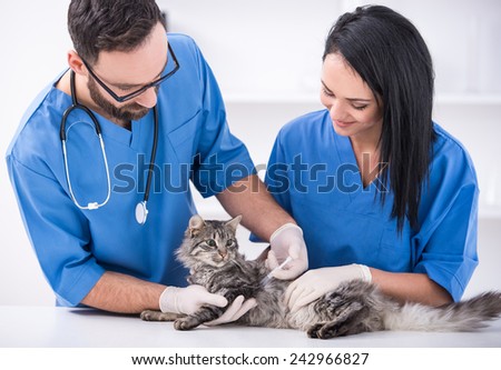 Cat getting a vaccine at the veterinary clinic.