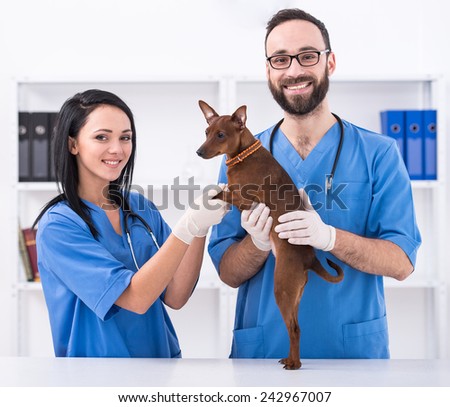 Two veterinary doctors with dog during the examination in veterinary clinic.