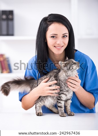 Veterinarian doctor is making a check up of a cute beautiful cat.