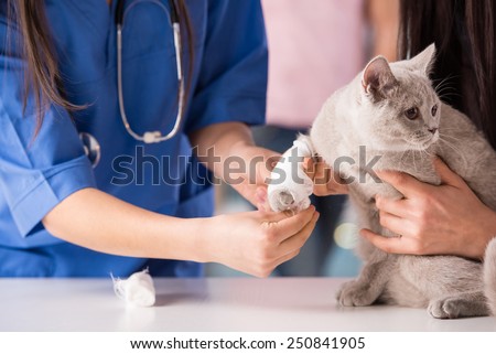 Veterinarian have a medical examination a cat with sore leg.
