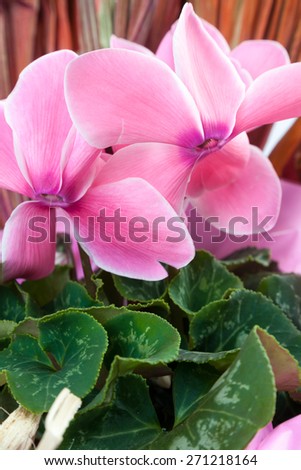 pink flower / pink flower / pink flower