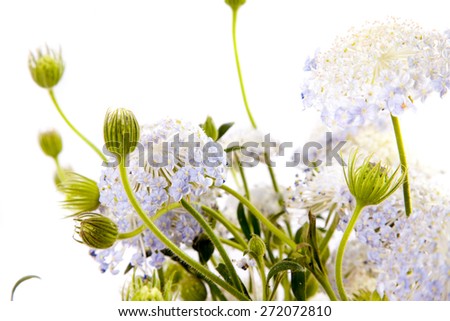 white flowers / white flowers/ white flowers