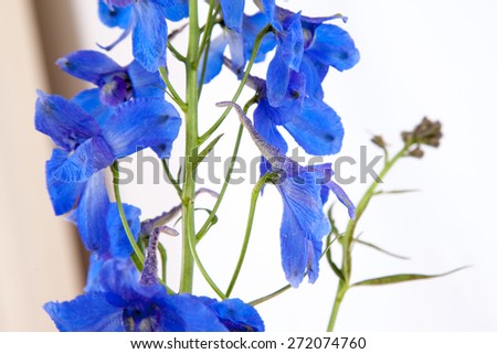 blue flowers/ blue flowers/ blue flowers