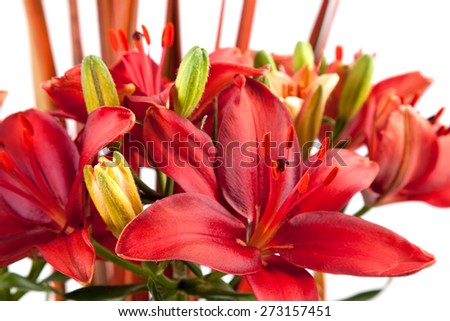 red flower/ red flower/ red flower