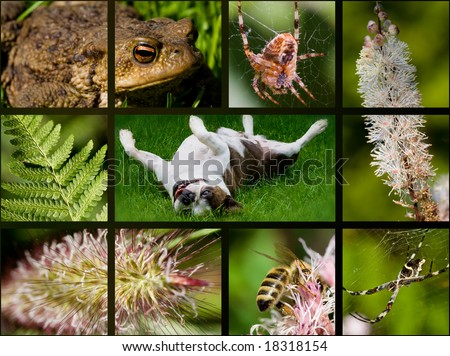 fauna & flora theme collage, it illustrates the beauty of life