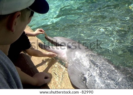 Dolphin Feeding time at Seaworld, in Florida.