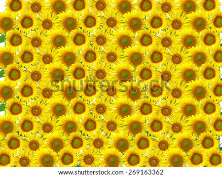 The sunflower on white background