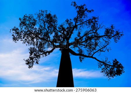 The tree silhouette on blue sky cloud background