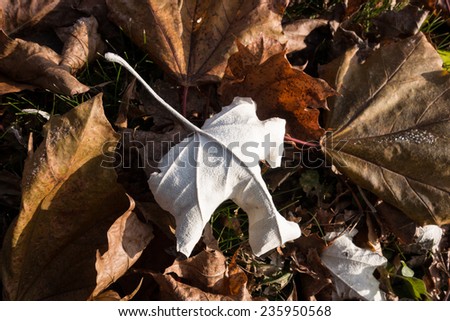 One white leaf among dry leaves during fall season