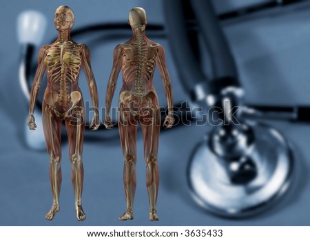human anatomy skeleton. Back Female Human Anatomy